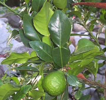 Kaffir Leaves and Fruit on Tree