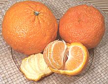 Whole and Partially Peeled Shasta Mandarins