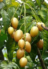 Bunch of Wampee Fruit on Tree