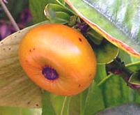 Cherapu Fruit on Tree