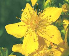 Yellow St. John's Wort Flowers