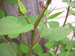 Japanese Knotweed Leaves and Stems