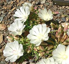 Purslane Flowers, Lewisia rediviva