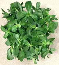 Purslane Stems with Leaves