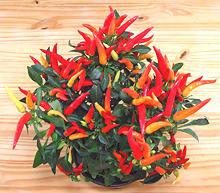 Fruiting Chilly Chili Plant