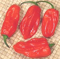 Hot Chilis