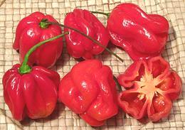 Red Habanero Chilis, whole, cut