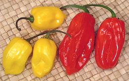 Whole Red amd Yellow Habanero Chilis