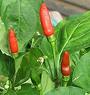 Piri Piri Chilis on Plant