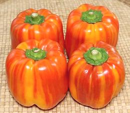 Four Striped Holland Peppers