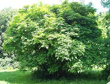 Growing Bladdernut Tree
