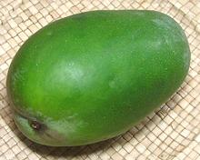 Unripe Mango Fruit