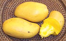 Small yellow Manila Mango fruit