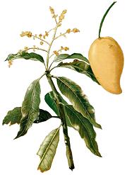 Plant drawing of pickling mango