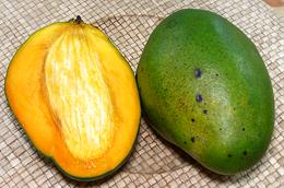 Large whole and cut Green Keitt Mango Fruit
