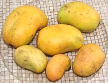 Tiny yellow Mexican mango fruit
