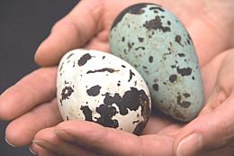 Goose Eggs