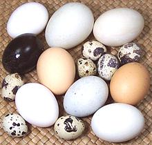 Various Kinds of Eggs