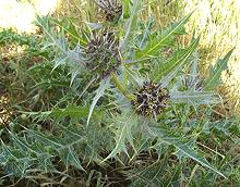 Spiky Leafed Aqub Plant