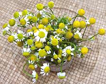 Chamomile Stems and Flowers