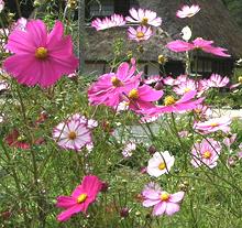 Flowering Pink Cosmos Plants
