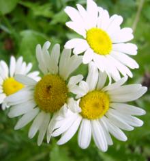Common Daisy Flowers
