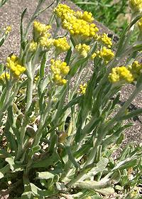 Flowering Jersey Cudweed Plant