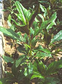 Leafy Okinawan Spinach Plant