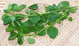 Leafy Papalo Stems