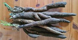 Whole Black Salsify Roots