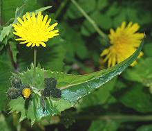 Flowering Common Sow Thistle Plant
