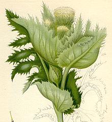 Cabbage Thistle Leaves & Flowers
