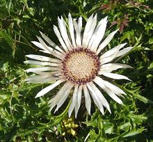 Carline Thistle Flower