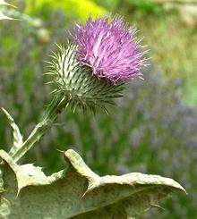 Scotch Thistle Flower