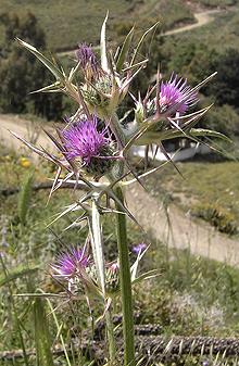 Flowering Syrian Thistle Plant