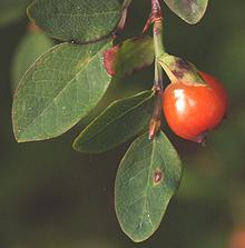 Leaves and Berry of Red Huckleberry