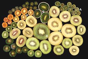 Various Kiwi Family Fruits, Cut