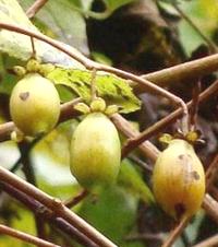 Silver Vine Fruit on Branch