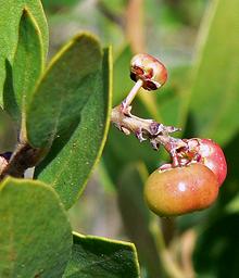 Manzanita Berries on Branch