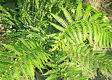 Fronds of a Live Fern