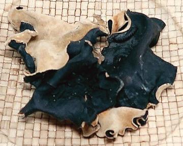 Giant Black Fungus, dried