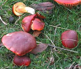 Live Crimson Mushrooms
