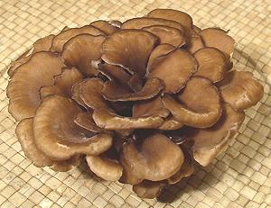 Cluster of Maitake Mushrooms