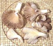 Common Oyster Mushrooms
