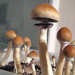 Live Cubensis Mushrooms