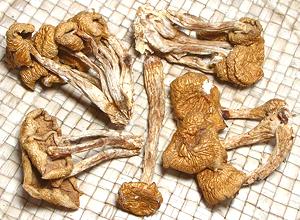 Dried Silky Mushrooms