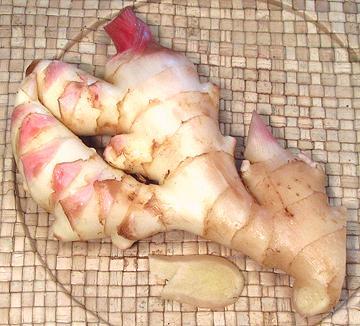 Rhizome and Stem of Young Ginger
