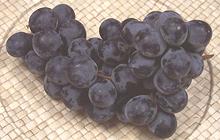 Bunch of Black Seedless Grapes
