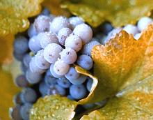 Bunch of Concord Grapes on Vine