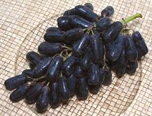 Bunch of Black Finger Grapes